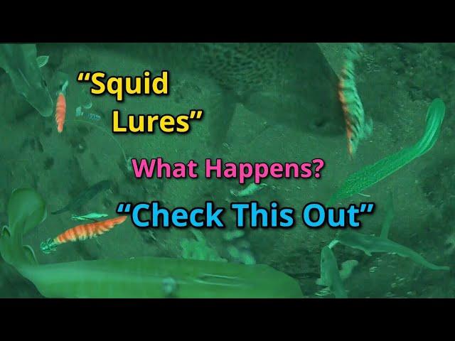 Sea fishing: Squid lures: Water Wolf: Fishing camera: Are there Squid down there? 