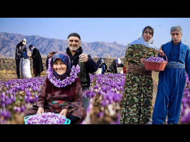 The simple life of a rural girl and father in Iran/Harvesting saffron from a small plot of land#iran