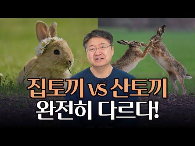 집토끼와 산토끼, 서로 다른 동물이다? 두 토끼의 차이점 정리해 드립니다