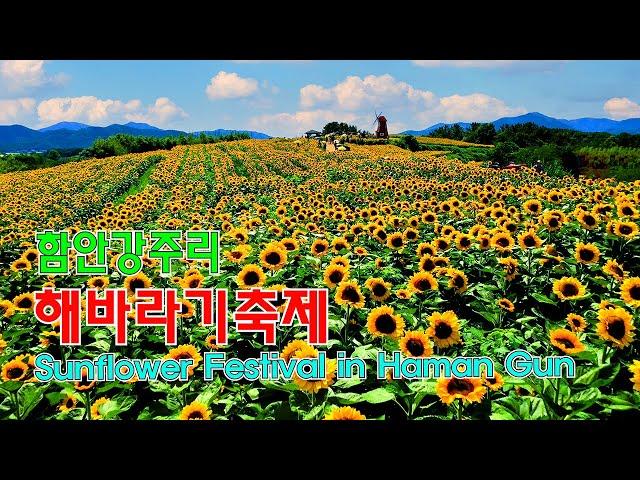 2024함안해바라기축제 4k드론영상 | 강주해바라기축제 | 함안가볼만한곳 | sunflower_festival  | drone video | 4k Drone Footage 125