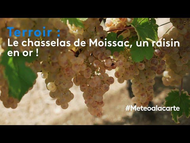 Terroir : le chasselas de Moissac, un raison en or !