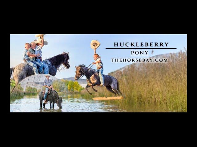 "Meet Huckleberry" Blue Roan Pony Mare For Sale (Ranch/Trail/Youth)