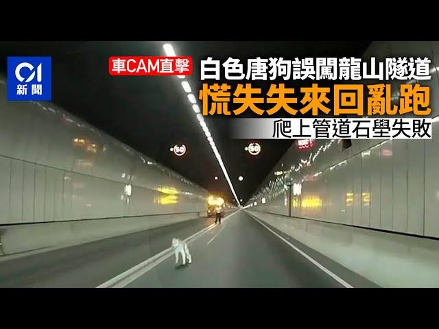 車Cam直擊｜唐狗誤闖龍山隧道　慌失失來回奔跑車｜01新聞｜龍山隧道｜車cam｜唐狗｜迷路｜