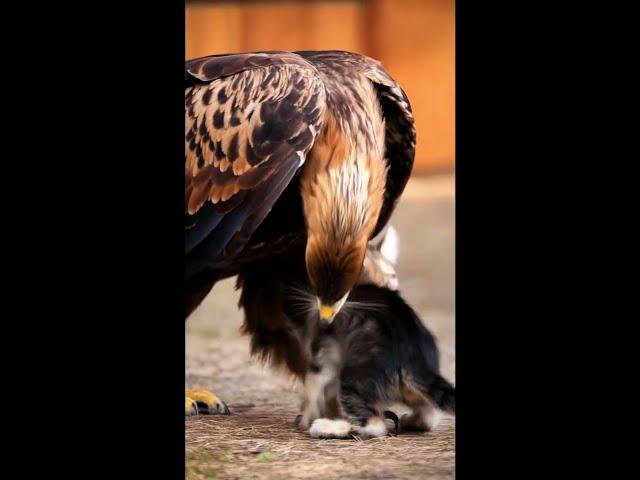 Kitten Playing with an Eagle - Unlikely Animal Friendship #amazinganimals #wildlifeconnection