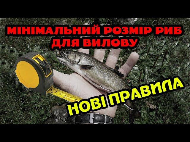 НОВІ ПРАВИЛА! Мінімальні розміри риб дозволених для вилову. Правила риболовлі.