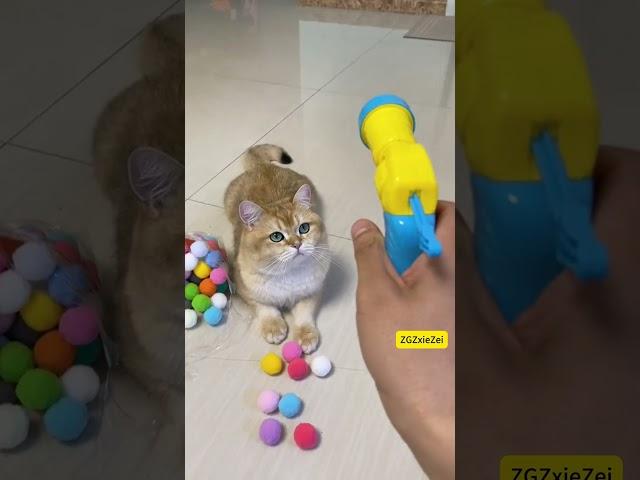 Hilarious Cat Reacts to Ball Launcher-Perfect for Pet Lovers!