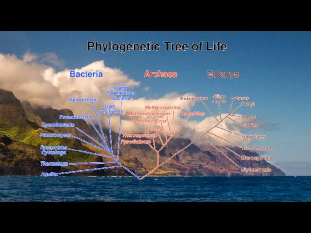 Mindfulness of Microbial Electronics | Electricity of Life