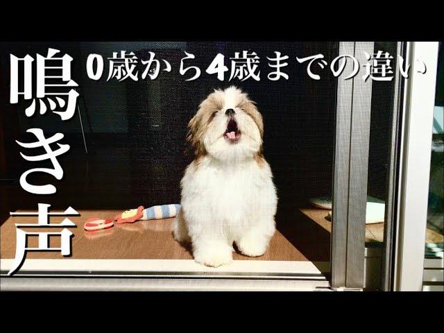 【音量注意】シーズー犬の鳴き声　0歳から4歳まででどう変わったのか。子犬の時から振り返ってみた。/ Shih Tzu's bark changes.