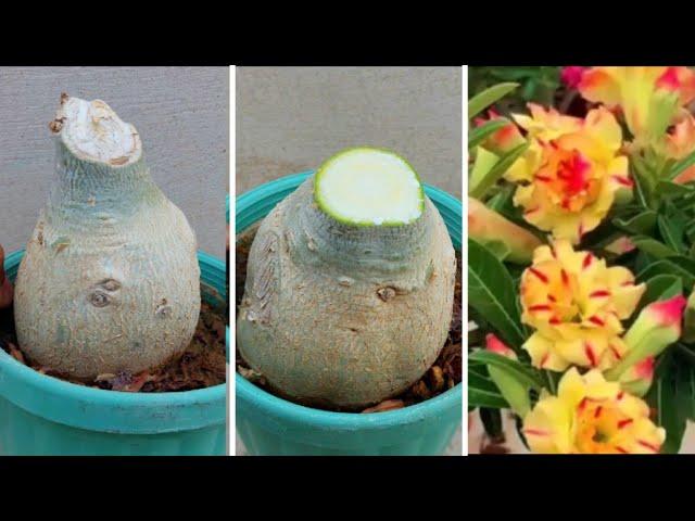 Best Easy Technique To Graft Adenium |  How To Graft Desert Rose Plant