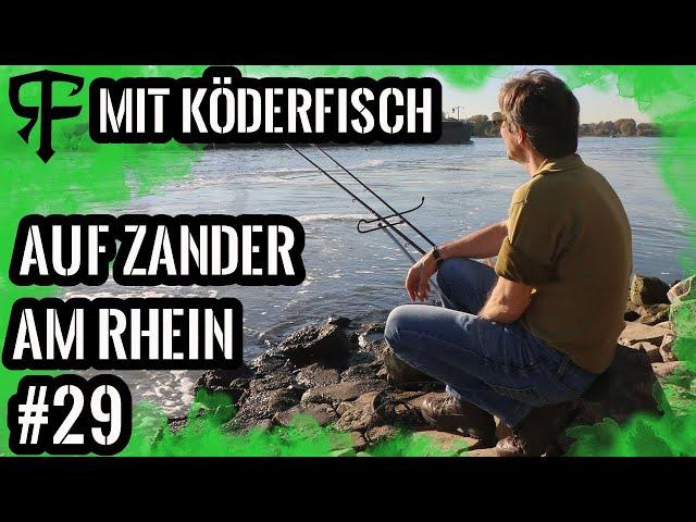 So wird`s gemacht Zanderangeln am Rhein mit dem toten Köderfisch# Online Guiding Part# 10