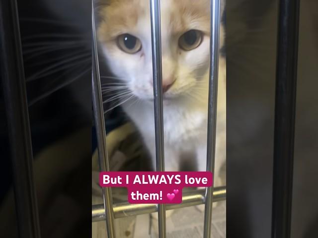 Growling shelter cat ️ #adoptdontshop #cat #shorts