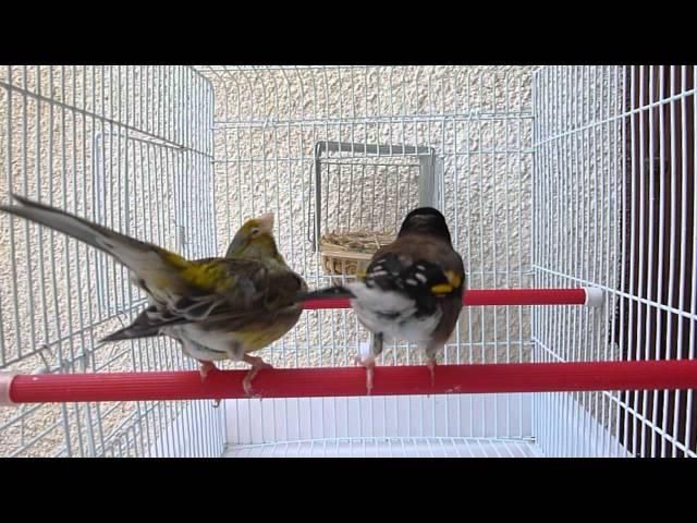 chardonneret algérien  noire x  canari