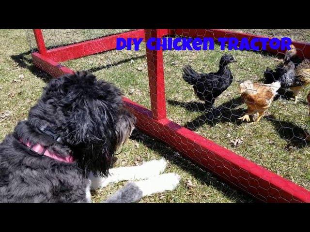 Our Chicks In The Chicken Tractor
