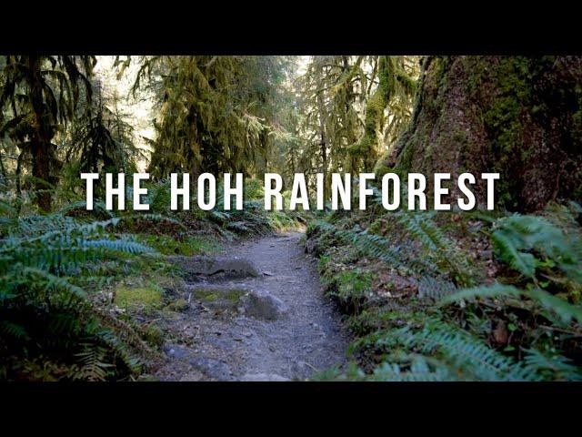 Backpacking the Hoh Rainforest | Olympic National Park
