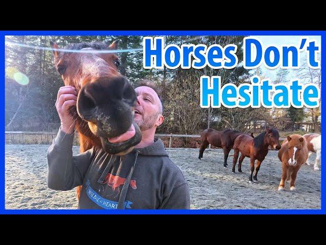 Hesitation Is A High Risk Behaviour With Horses