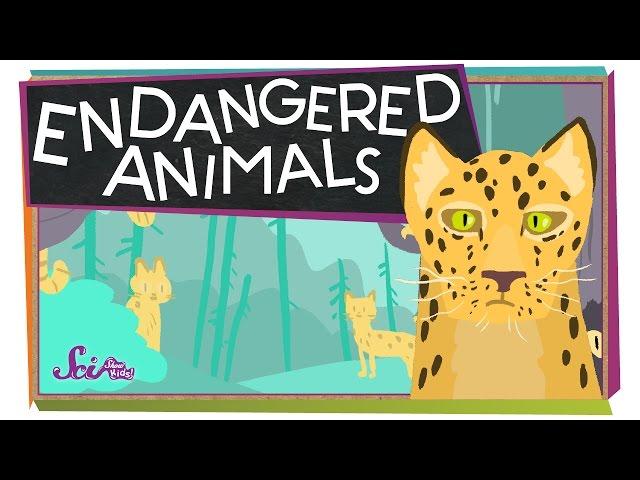 Endangered Animals!