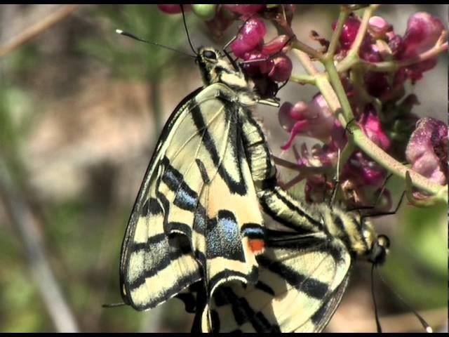 Documentary: Tracking the Alexanor (Papilio alexanor)