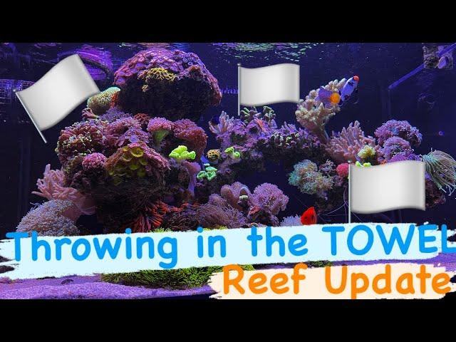 The SOLO REEF - Surviving Life Being Busy | Ep.38