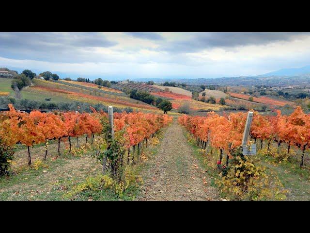 UMBRIA FOLIAGE LE VIGNE The vineyards in autumn - 4k