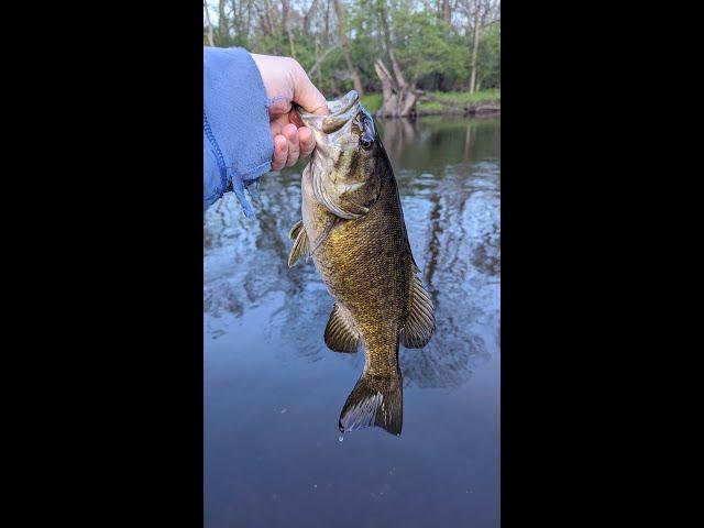 Spring Kayak Fishing For Smallmouth On The Grand River after work!