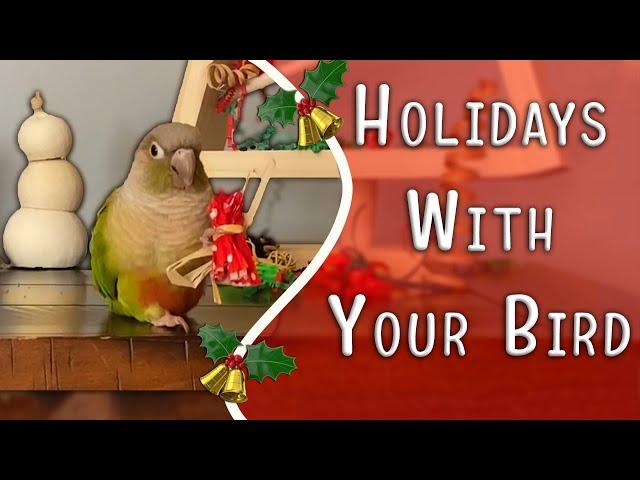 Keeping Your Pet Parrots Safe During The Holidays