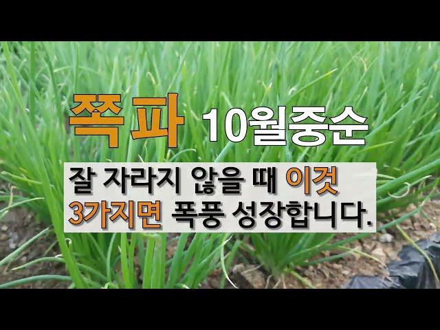 쪽파 10월 중순 잘 자라지 않을 때 이것 3가지 면 폭풍 성장합니다. #주말농장 쪽파가꾸기!