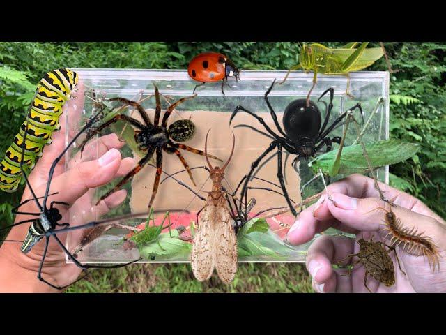 hunting insect in the wild‼️catch giant golden orb spider, giant katydid, dobson fly, jewel beetle