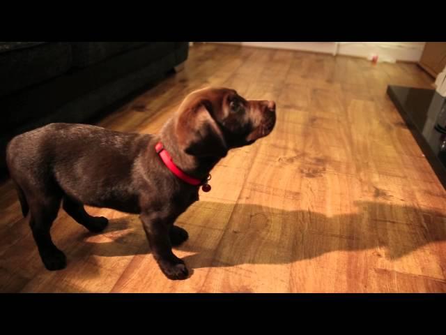 Labrador Puppy Training 10 Weeks Old Ben The Chocolate Labrador