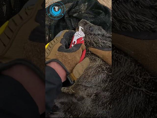 Gill Net Cut From Baby Seal's Mouth   #sealrescue