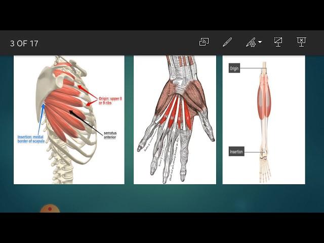 Lecture of Miss. Bakhtawar Shahzad for 1st year AHS and BSN on Topic Parts of Skeletal muscle
