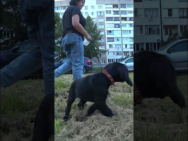 Молли. Русский охотничий спаниель #shorts #short #shortvideo #спаниель #щенок