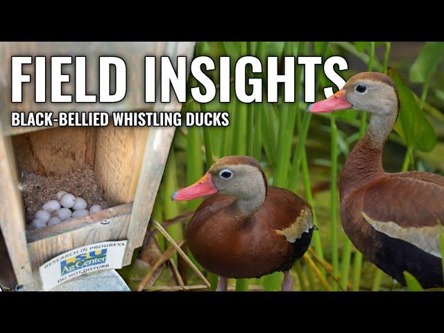 Bird Research in Action: Exploring the World of Black-bellied Whistling Ducks