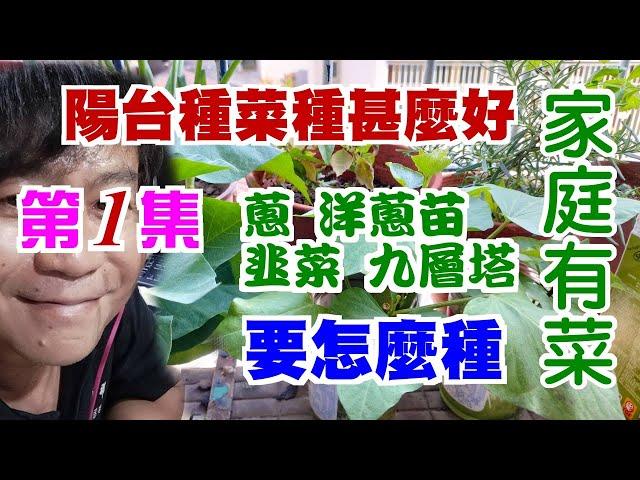 【家庭有菜】陽台種菜(第一集)