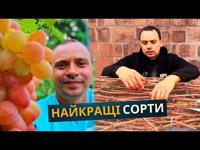 Найкращі сорти винограду для підписників