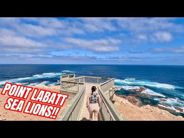 Point Labatt Sea Lion Colony! Exploring Streaky Bay Part 2!