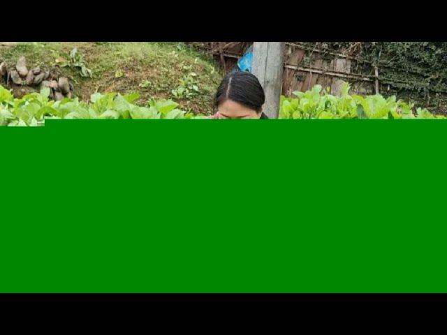 过年每天大鱼大肉都没吃啥蔬菜，三嫂一进菜园傻眼了，根本吃不完 #农村的烟火味道 #农村生活 #乡村烟火气最抚凡人心 #人间烟火 #乡村生活里的惬意松弛