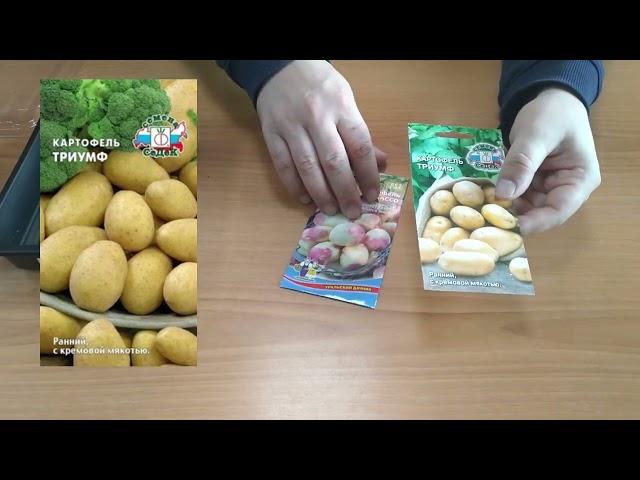 Как правильно прорастить семена картофеля перед посадкой? Простой и эффективный метод!