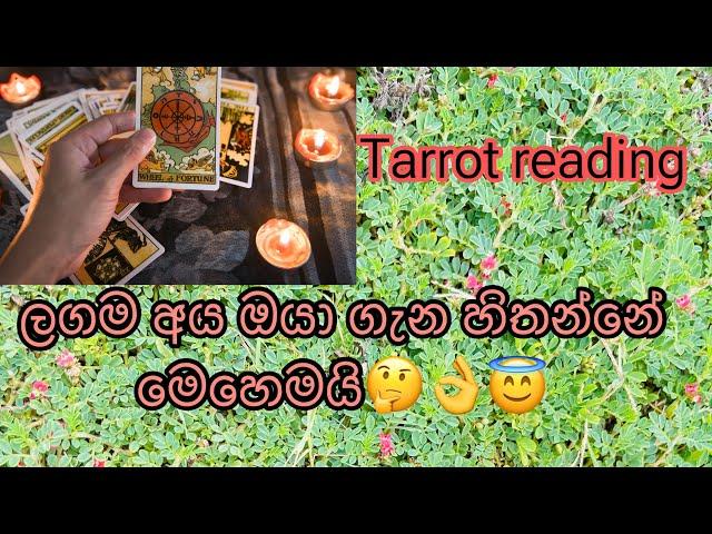 ලගම අය ඔයා ගැන හිතන්නේ මෙහෙමද?|collective Tarrot reading