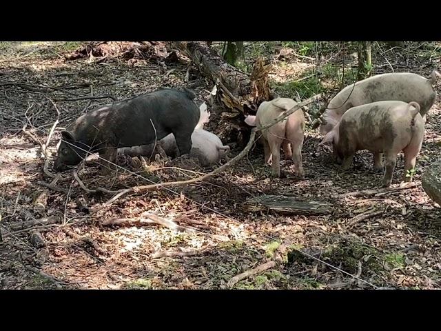 Pigs in the Woods: Breaking Apart Logs and Rooting Stumps