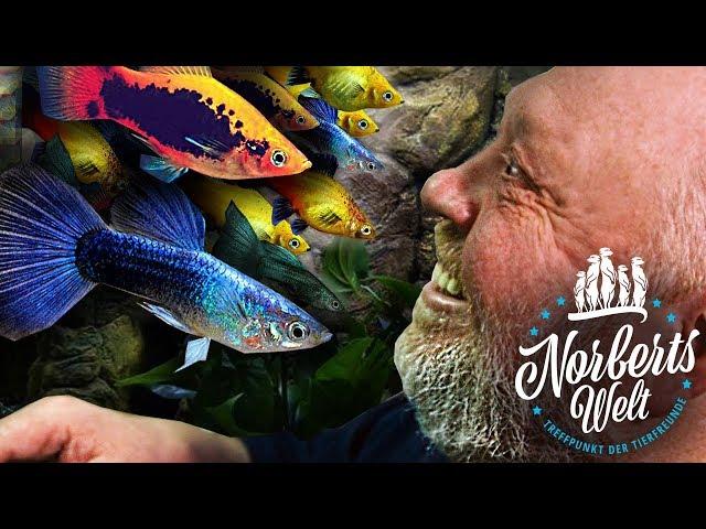 Der GUPPY | Vom MILLIONENFISCH zum Topmodel | NORBERTS WELT | Zoo Zajac