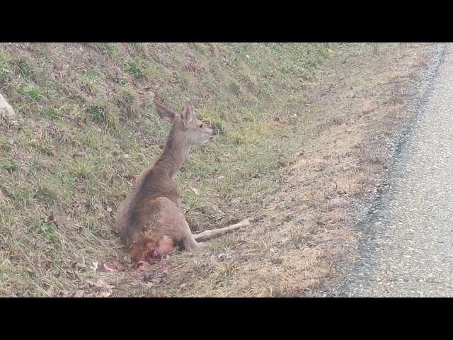 cierva atropellada en una carretera de la Montaña Leonesa