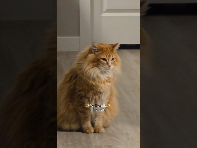 I got tired of singing 'The Wheels on the Bus' to The Apprentice  #cat #cutepet #cutecat #cute #pet