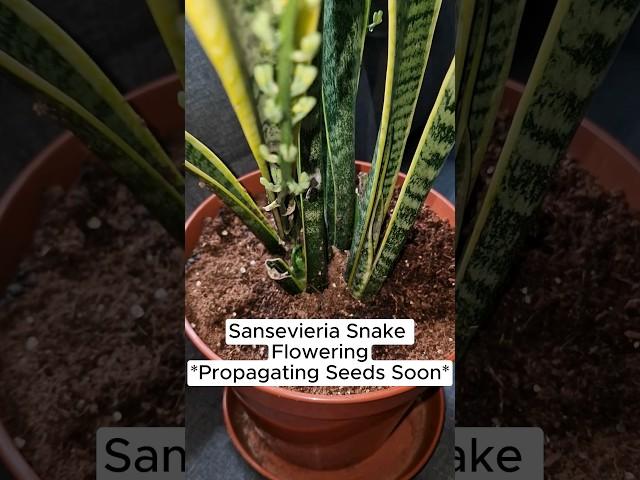 Flowering Sansevieria Snake Plant #snakeplant