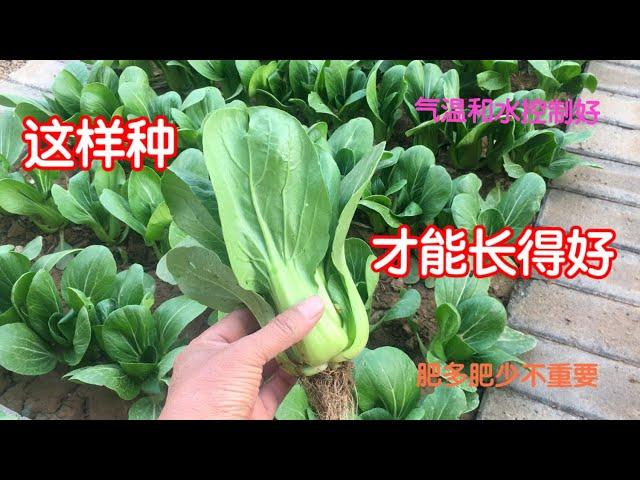 春天种植小油菜（上海青、青江菜、小白菜）