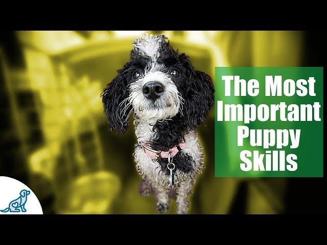 First Week Puppy Training - The 6 Skills To Teach First - Professional Dog Training Tips