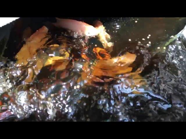 紅尼羅魚搶食