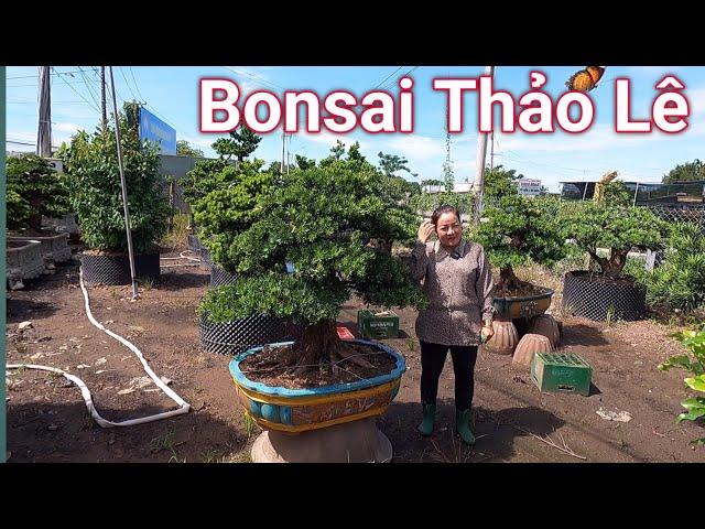 Ngắm những tác phẩm Bonsai tuyệt đẹp tại vườn Bonsai Thảo Lê ở Bến Tre