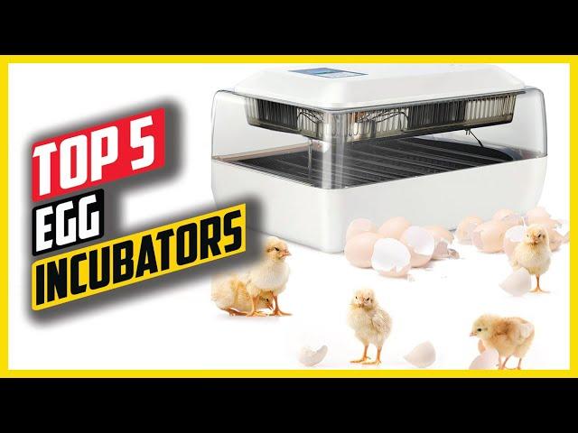 Top 5: Best Egg Incubators