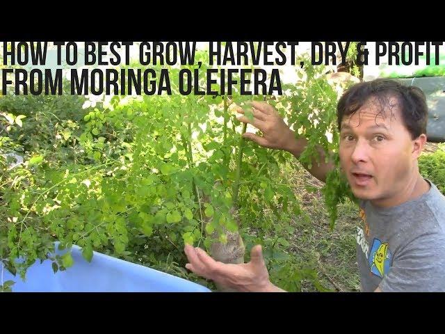 How to Best Grow, Harvest, Dry & Profit from Moringa in Your Backyard