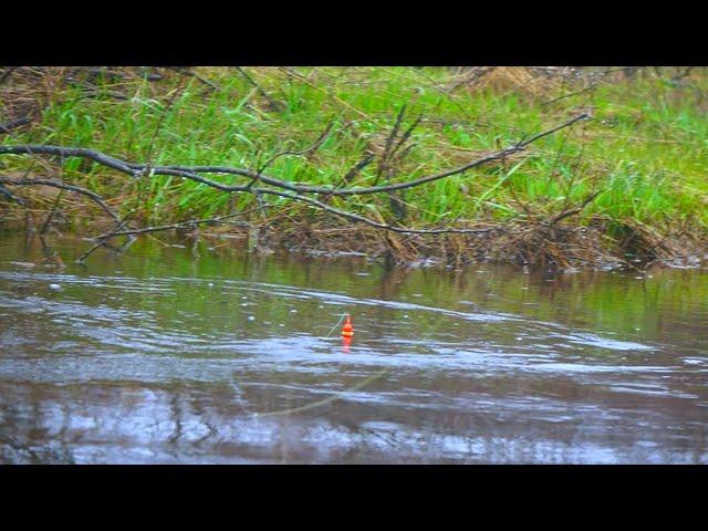 INSANE Bobber Downs Every Cast - Tiny Creek Fishing Madness!